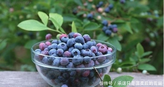 蓝莓|家里边最好养的水果盆栽,开花好看果好吃,还能保护视力!