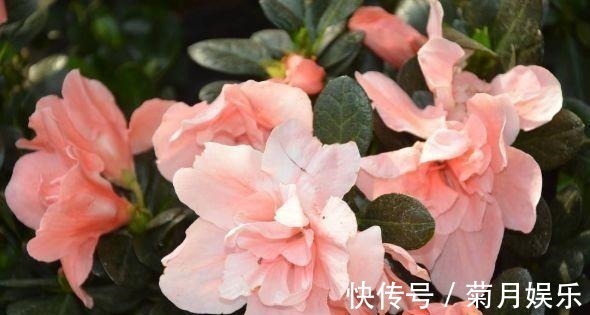 虎刺梅虎刺梅|春节过后家里阳台养此款花，满屋子飘香，花开满枝头，开花能手