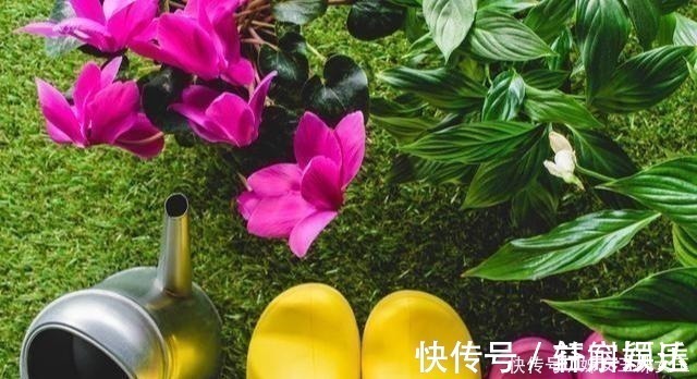 叶面肥|磷酸二氢钾,喷叶子好还是灌根好看一眼就能明白,别弄错了!