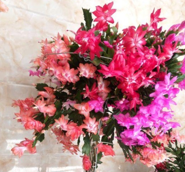 悄悄告诉你,养好“蟹爪兰”,离不开2种水,10天一次,花开满盆