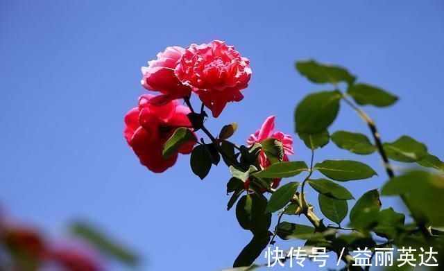 夏天养月季不能施肥别搞错，会错失好几拨花开