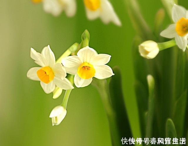 凌波|此花所代表的是思念,也是深深的爱恋,是很传统的花卉