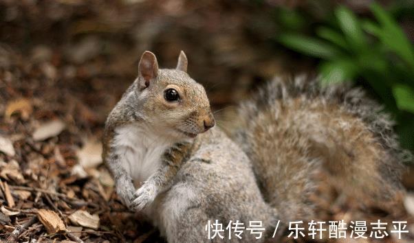 生肖狗|一家人有哪些生肖，8月会财运上升，一顺百顺，数钱数到手抽筋