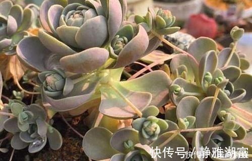 白菊|多肉达人给你推荐几款多肉,便宜好养容易出状态,适合新手!