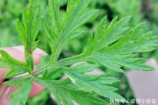 功效|家有叁年艾,疾病不再来,艾草煮水竟有这么多功效