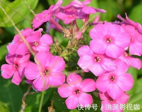 格拉汉|“精品玫瑰”金香玉,花开金碧辉煌,芳姿耀眼,非常值得拥有