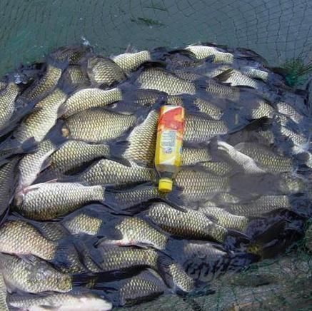 建议大家钓鱼别再用蚯蚓了,学老渔民这么捕鱼,天天吃鱼乐开花