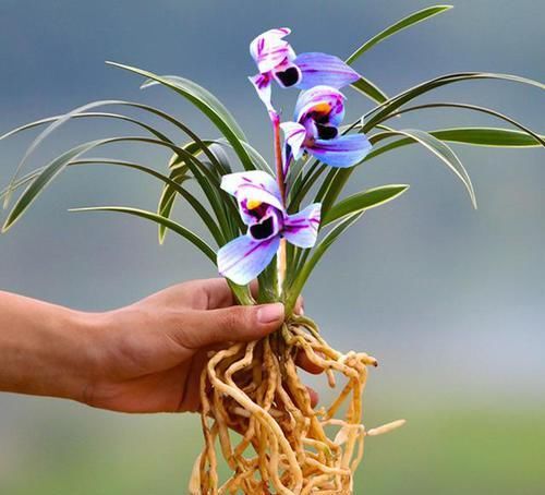  仙气|花色最浪漫的兰花，花苞仙气十足，花香浓郁，色艺双绝，值得入手