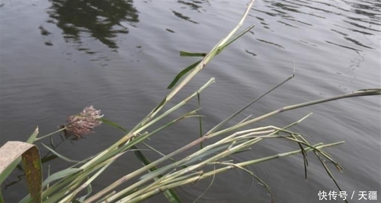 清明后钓草鱼3招必杀技,看完轻松爆护!