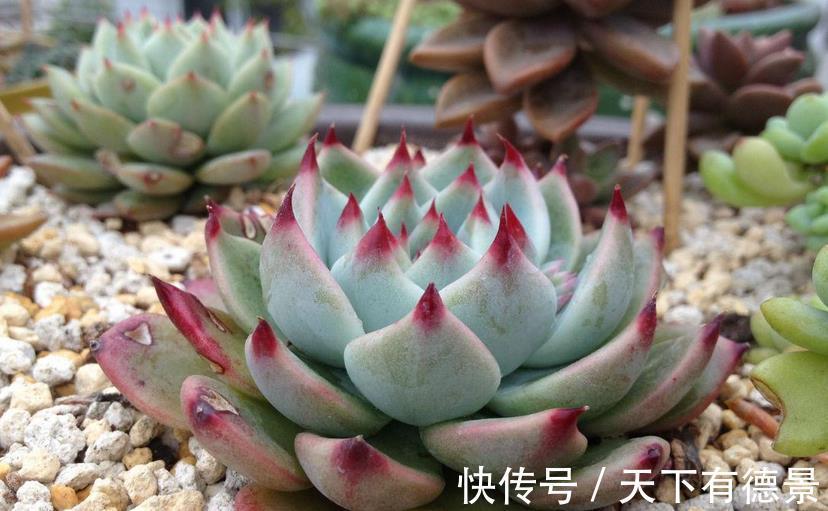 多肉|炎热的夏季养殖多肉吉娃娃,呵护好这几点,莲花头漂亮极了