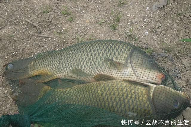 钓不到大鱼的钓友看过来，掌握这套秘籍，钓到大鱼几率会很高