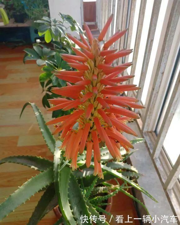 九种皮实花,多晒少管长得好,养成老桩更高档,绿萝没上榜