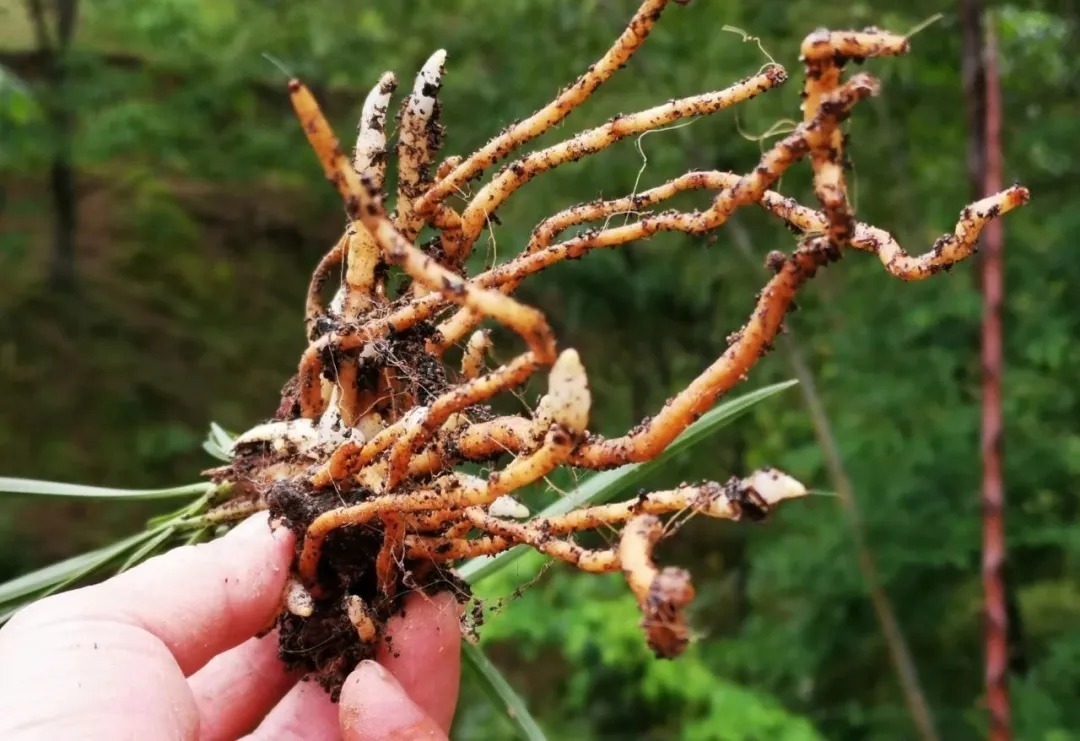 植料|多菌灵浇根,可以防止和治疗兰花烂根吗?兰友常常这样做