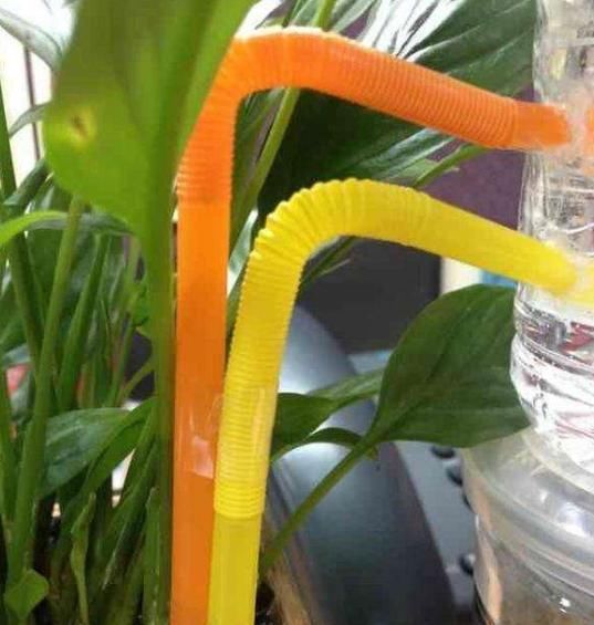 当家中没人时，用上几种无人补水的方法，不再担心花草干旱、枯萎