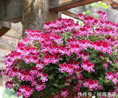 养花|什么羊粪、有机肥都不如1种小粉末,养花喂一勺,开花量翻倍!