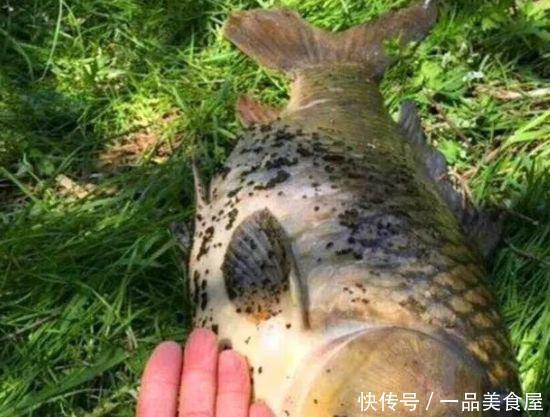 拉丝粉|钓鱼比蚯蚓厉害万倍饵料入水鲫鲤疯咬不断,整条河鱼闻味被吸引