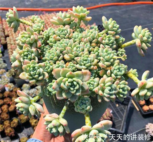寿命比较长的多肉 寿命比较长的多肉