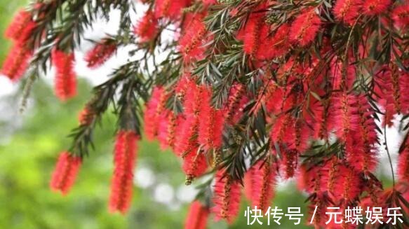 瓶刷子树|喜欢养花选“它”花语英姿飒爽,花开一串一串,颜色艳量多