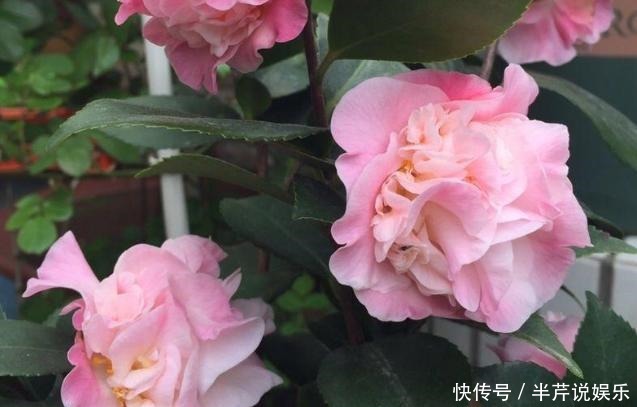 植物|冬季,蚧壳虫来袭该怎么解决!室内养花,弄明白这些再不用犯愁