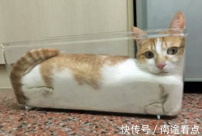 |猫是固体还是液体？搞笑诺贝尔奖得主用理论证明