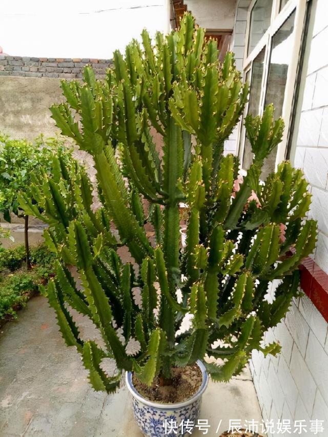 4种“大毒花”,家里经常养,修剪要小心,别碰上