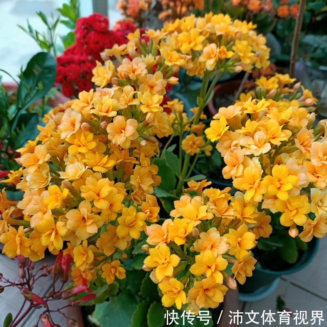 花盆|养长寿花有“5大忌”，新手养不好，关键就在这里