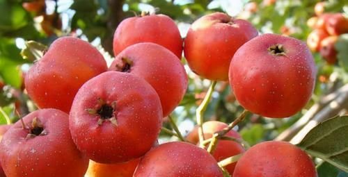 女性不想大肚子鼓鼓，常食以下食物，刮油清脂，瘦身纤体！