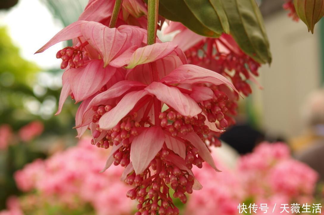 花期|等我有钱了,就养这些花,高端大气,花期长