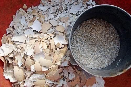 还不会用鸡蛋壳养花吗?这样处理一下,秒变高效养花肥!