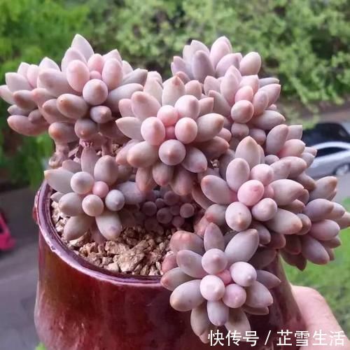 多肉|新手养多肉植物,了解掌握4个要点,保准养一个旺一个