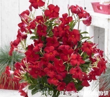 一种小花太神奇，一对叶子6朵花，养一棵开一片，室内室外都能养！