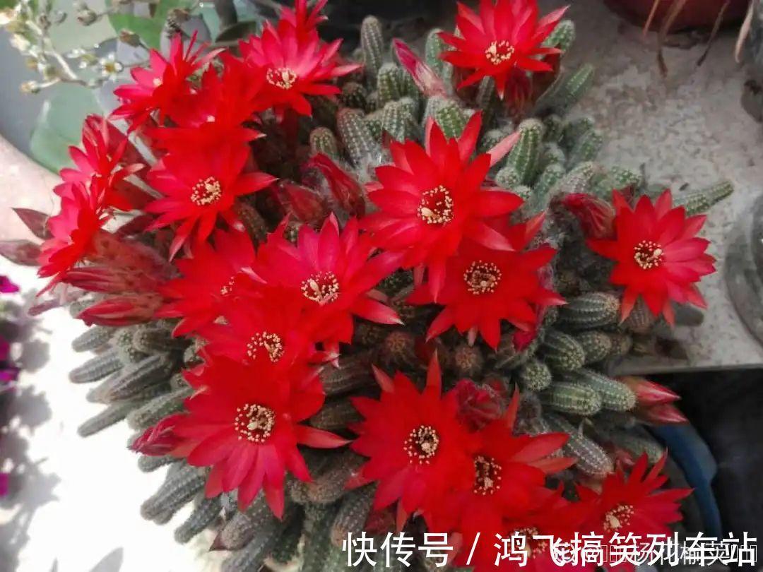 太阳花|养到烦人的花,盆都不够用,扔掉还很心疼