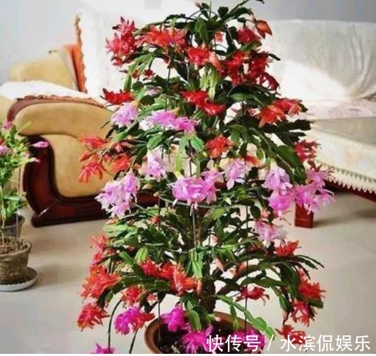 喜冷花|“2种喜冷花”养客厅,0℃也能开爆盆,秋冬就选它,好养易爆盆!