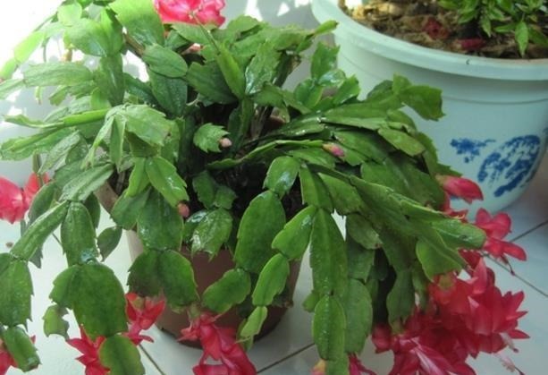 植物|爷爷养蟹爪兰,20天长成“胖墩”,学会3个秘诀,比施肥奏效!