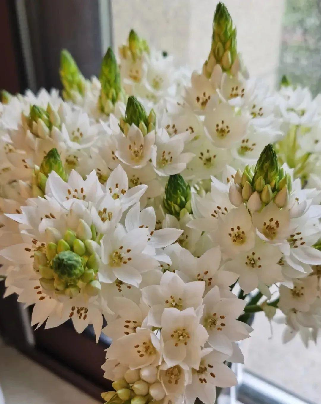 秋天|秋天必养的11种花,冬天特别耐寒,南北方都能养