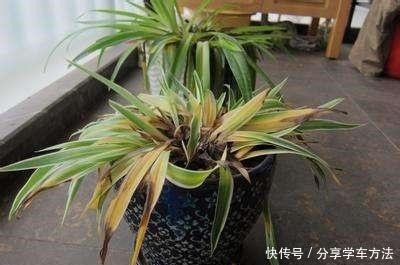 养花施肥,这“4大禁区”莫入,不然适得其反,啥花都会烂根黄叶!