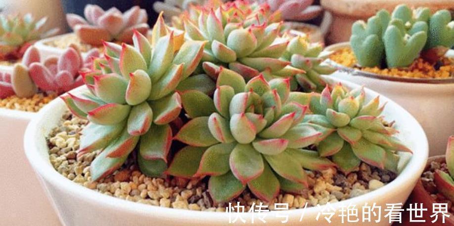 秋天多肉先养根,根系健壮叶肥厚,轻松长成群生肉墩子