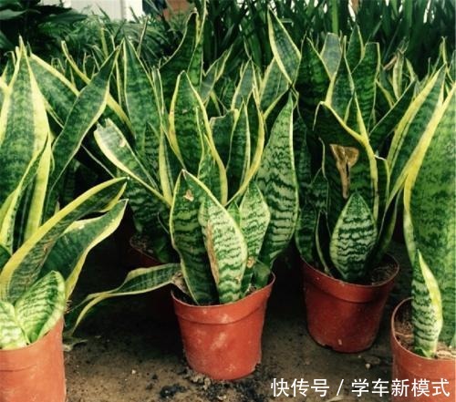 虎皮兰怎么窜高快给它喂点好东西,蹭蹭长叶两米高!