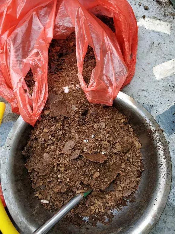 文竹喂2种“大补药”,叶子不发黄,呼呼爬满天花板!