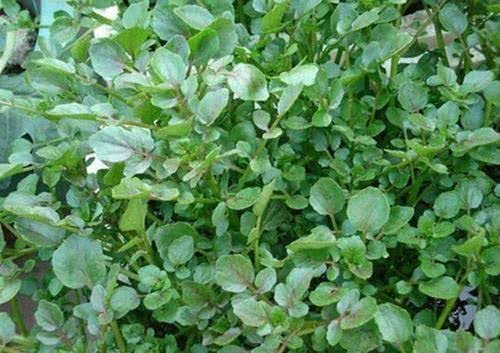 早衰|女人不愿早衰,不妨常吃3种食物,美容排毒、抗衰老,早吃早好