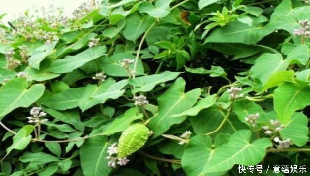 何首乌|这种植物外形像“何首乌”,长出的果实却只吃外皮,农村娃都吃过