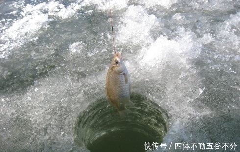 冬钓|天冷如何钓鲫鱼?老钓友这3句口诀才实用,天再冷也能连竿上鱼