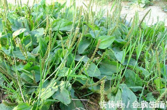 车前草|十人九腰疼,一宝煮水喝,腰不疼了,腿不酸了,早知早健康