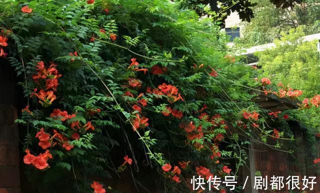 爬藤植物|花开一面墙，花落一路香，一棵爬藤植物的花海