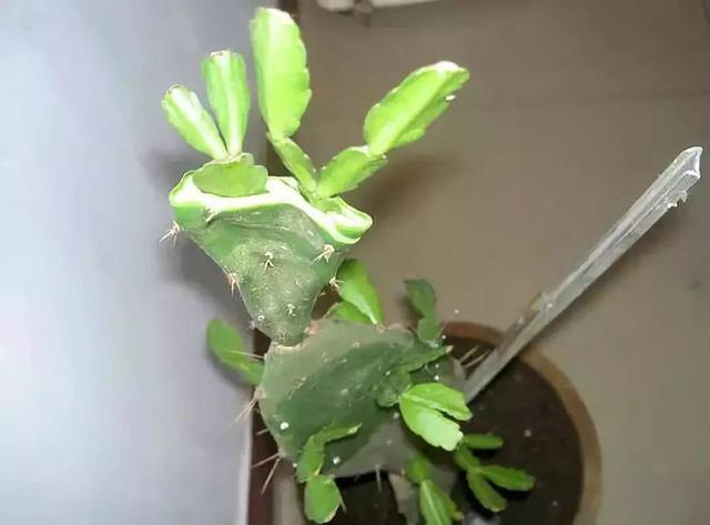 嫁接|仙人掌如何嫁接蟹爪兰教你3个嫁接小妙招,方法对了,开花多3倍