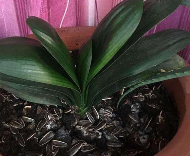 盆底|君子兰就爱吃这2种零食,往盆里埋一点,根壮叶肥,花开璀璨烂漫