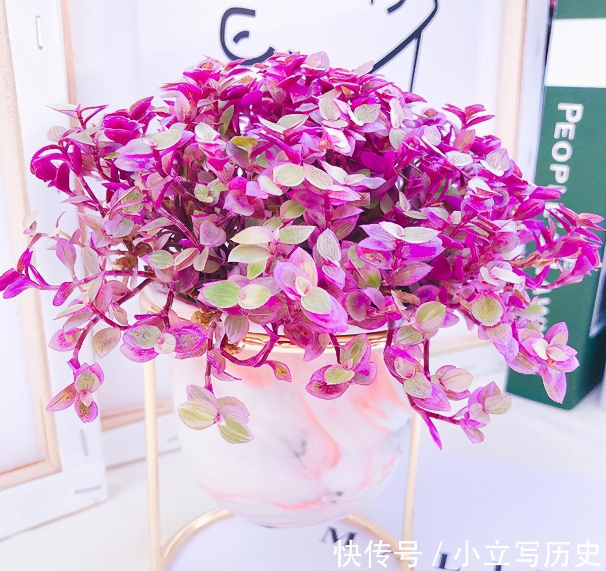 吊兰&油画婚礼吊兰养护,感受油画的世界体味绚丽斑斓的色彩