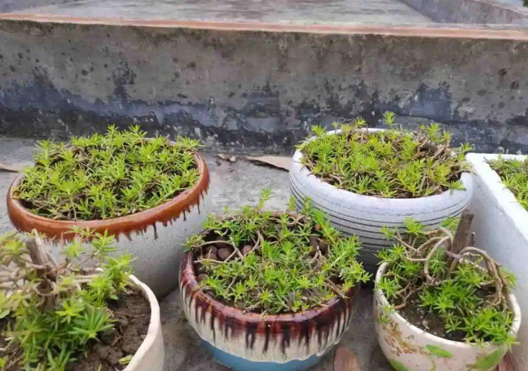 风雨兰|从养花大神家，偷来3个爆花技巧，快学，24小时后删