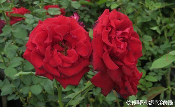 读书台|这10种红色月季漂亮喜庆,个个抗病好养,快收藏