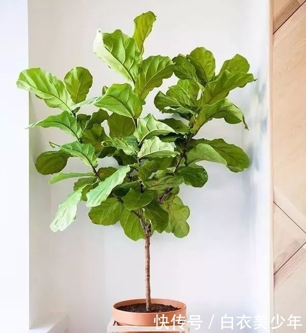 比，花，还，好，看的观叶植物，你知，道几种？